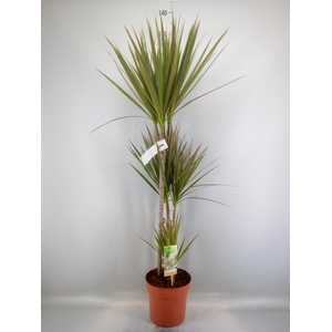 Dracaena marg. 'Bicolor'