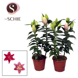 Oriental Roze 2pp