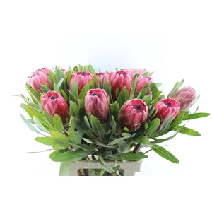Protea Red Ice