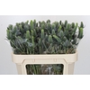 Eryngium Electric Dynamite