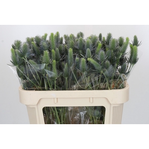 Eryngium Electric Dynamite