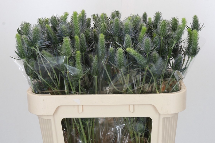 <h4>Eryngium Electric Dynamite</h4>