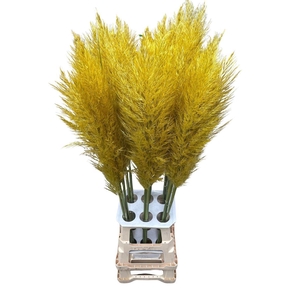 Cortaderia Opgetrokken Yellow Stem