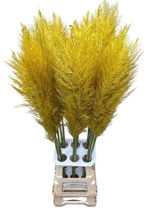 <h4>Cortaderia Opgetrokken Yellow Stem</h4>
