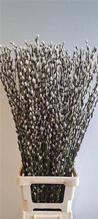 <h4>Salix Ca Snow Flake</h4>