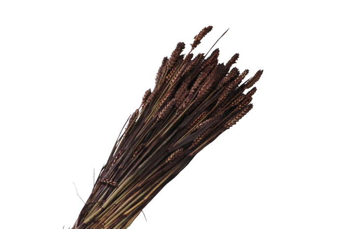 <h4>Tarwe Brown</h4>