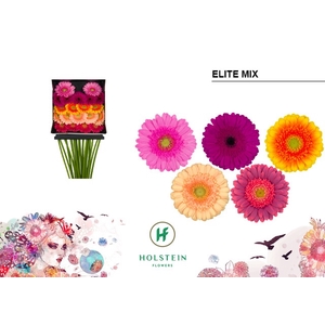 Germini Mix Elite Diamond per kaart