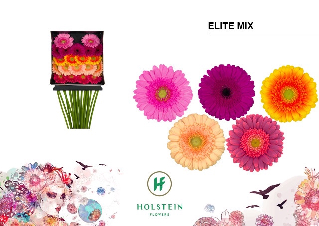 <h4>Germini Mix Elite Diamond per kaart</h4>