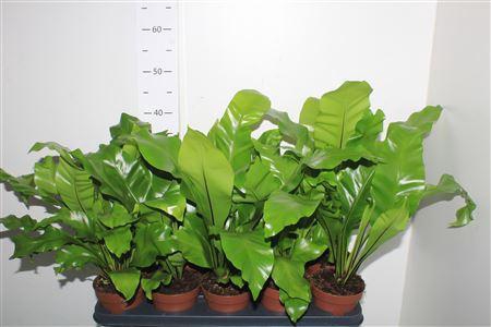 <h4>Asple Nidus</h4>