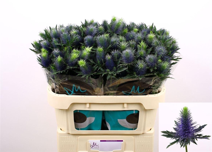 <h4>Eryn Supernova Qstar</h4>