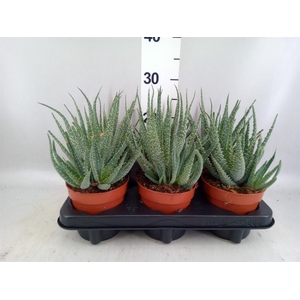 Aloe arborescens