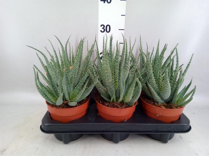 <h4>Aloe arborescens</h4>