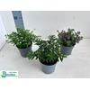 CUPH HYSSOPIFOLIA