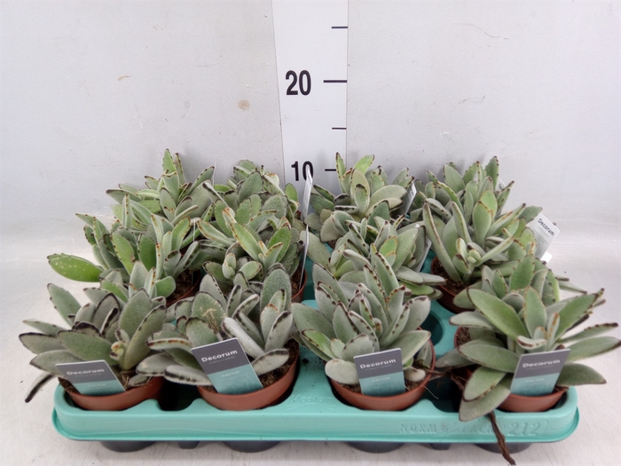 <h4>Kalanchoe NF tomentosa</h4>