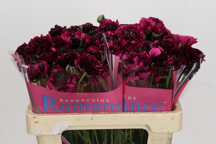 Ranunculus Brushmark Braga