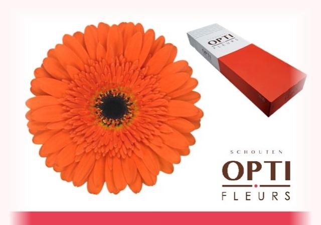 <h4>GE GR CANDELA</h4>