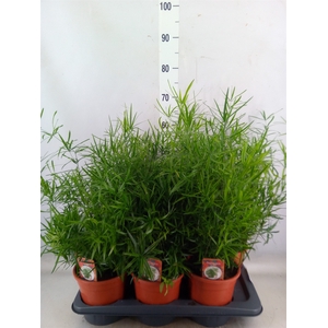 Asparagus falcatus