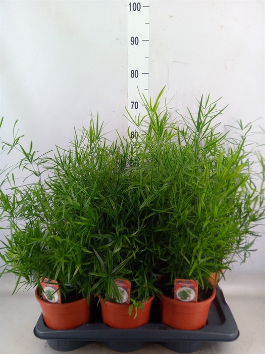 <h4>Asparagus falcatus</h4>
