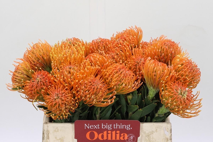 <h4>Nutans Ayoba Peach</h4>