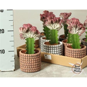 Euphor Lac Cristata Deco Ceramic