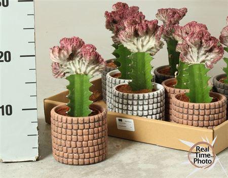 <h4>Euphor Lac Cristata Deco Ceramic</h4>