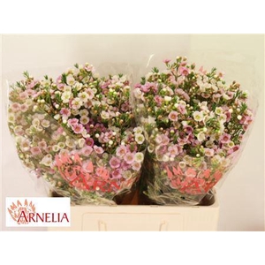 Chamelaucium Choir Girl 55cm 45gr