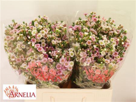 <h4>Chamelaucium Choir Girl 55cm 45gr</h4>