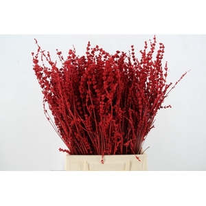 DF Lavender Bs Red