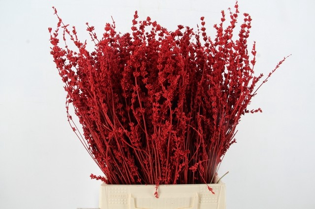 <h4>DF Lavender Bs Red</h4>