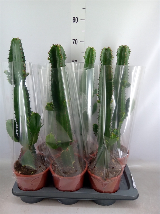 <h4>Euphorbia acrurensis</h4>