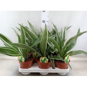 Dracaena fr de 'White Stripe'