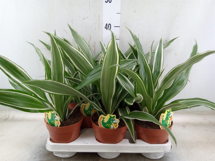 <h4>Dracaena fr de 'White Stripe'</h4>
