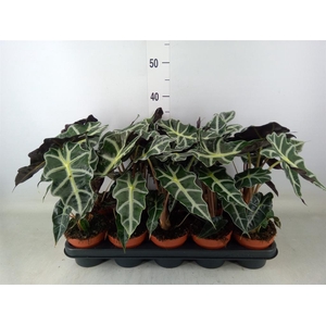 Alocasia amazonica 'Polly'