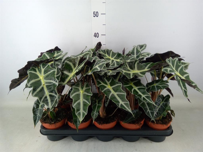 <h4>Alocasia amazonica 'Polly'</h4>