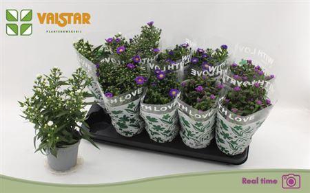 <h4>Aste Starl Gem</h4>