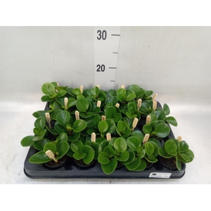 Peperomia obt. 'Green Gold'