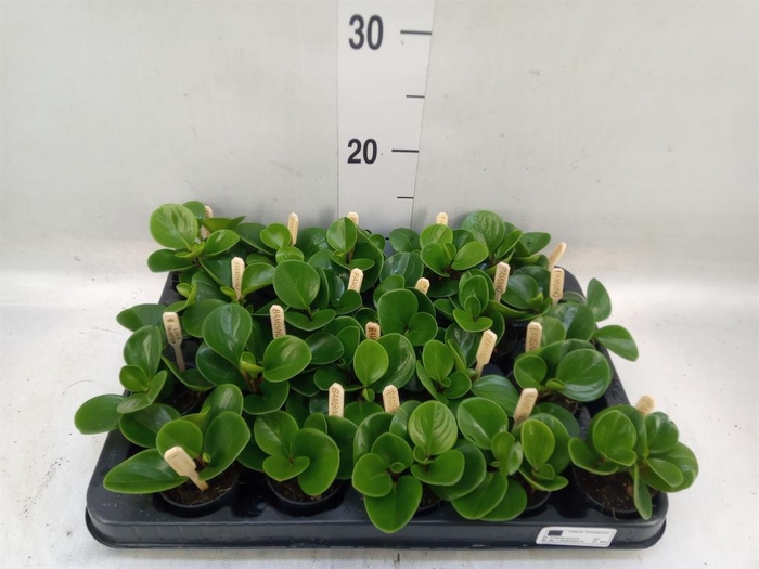 <h4>Peperomia obt. 'Green Gold'</h4>