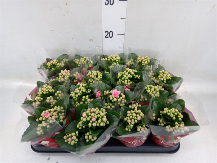 <h4>Kalanchoe blos. 'Calandiva Weaver'</h4>