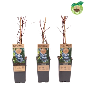 Vaccinium cor. 'Goldtraube', P15