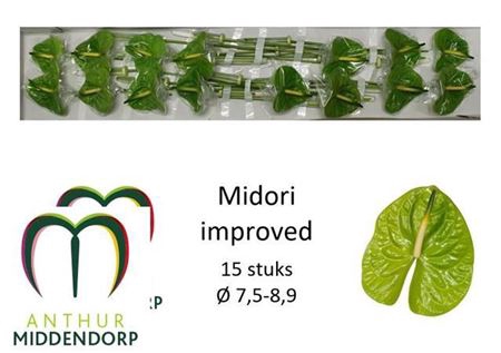 ANTH A MIDORI IMP X15 ( MINI )