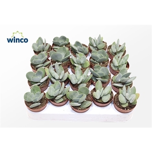 Crassula Cotyledonis
