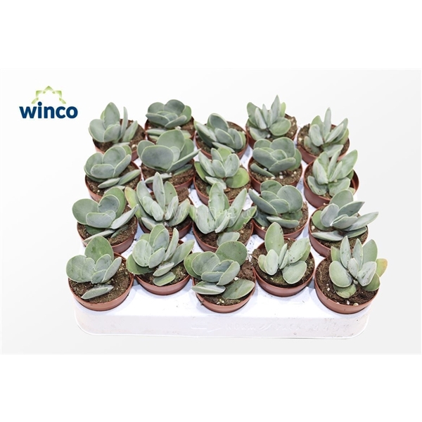 <h4>Crassula Cotyledonis</h4>