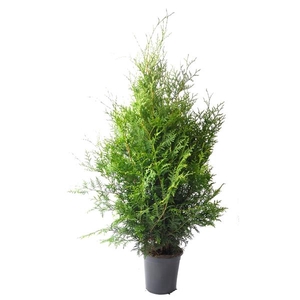 Thuja occ. Brabant, plantmaat 80-100 cm - Rondgestoken -