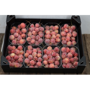 Waxmalus Gl Naturel