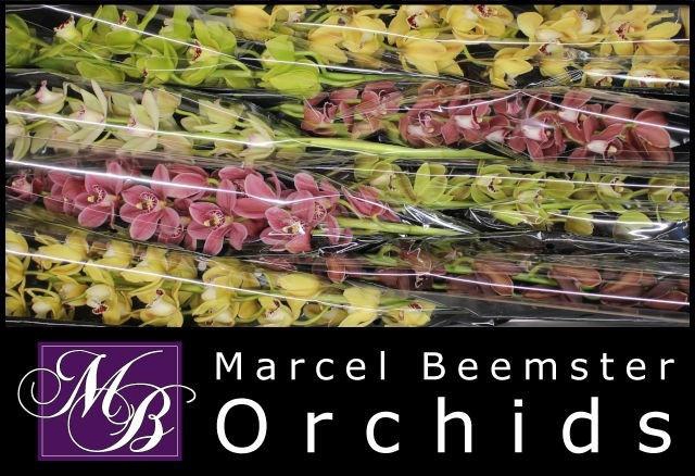 <h4>CYMB MI GEM</h4>