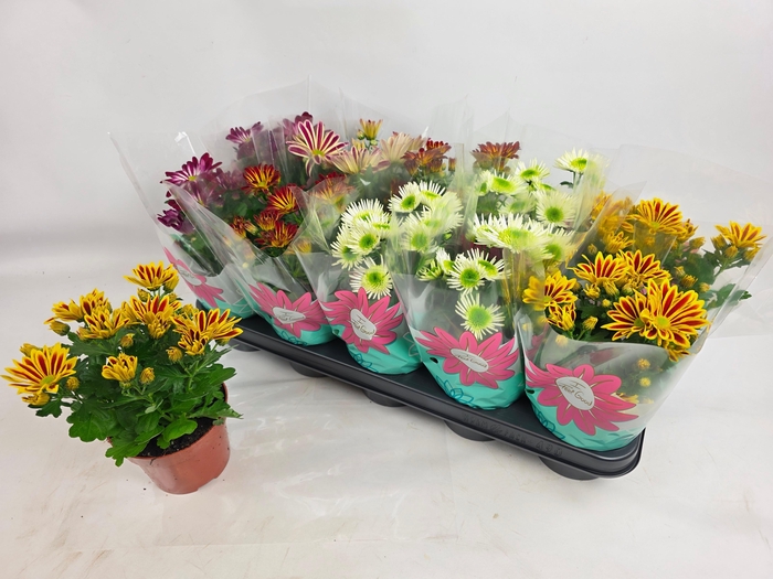 <h4>CHRYS GEM 5 KL</h4>