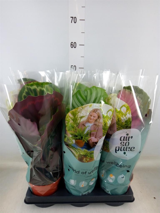 <h4>Calathea roseopicta ...mix</h4>