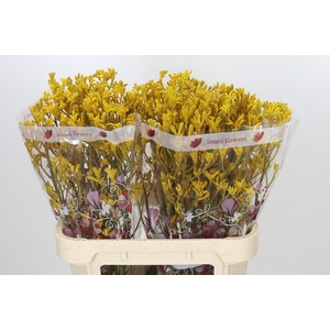 Anigozanthos Imani Yellow
