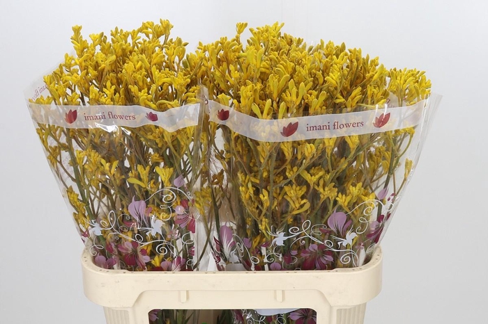 <h4>Anigozanthos Imani Yellow</h4>