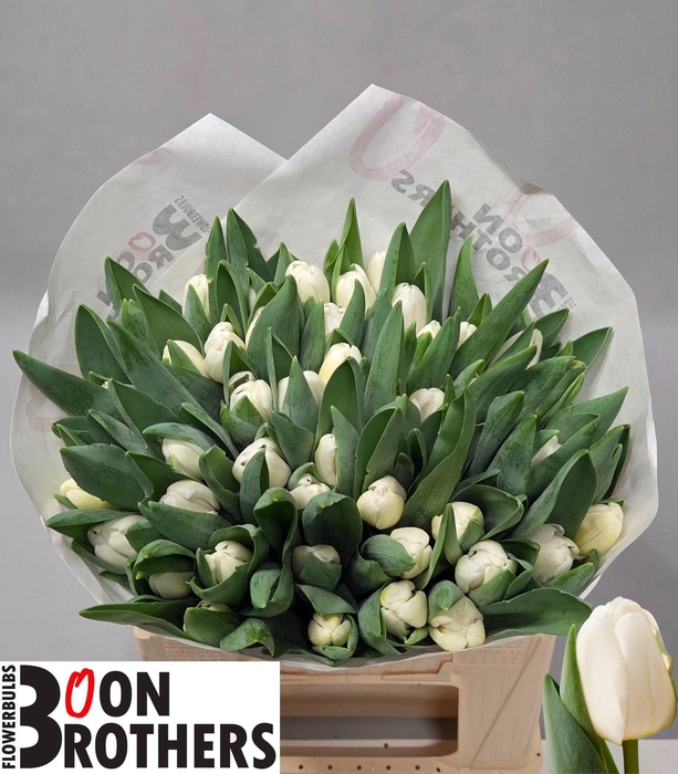 <h4>TU EN ANTARCTICA</h4>